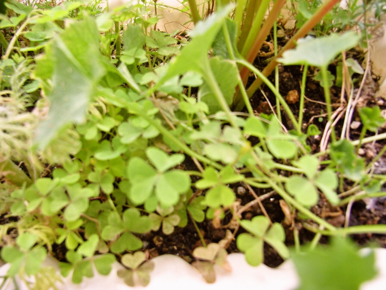 飛んできた雑草 ベランダガーデニング